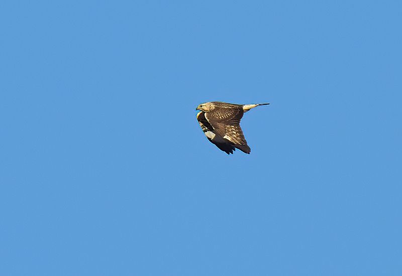 Rough-legged Buzzard 