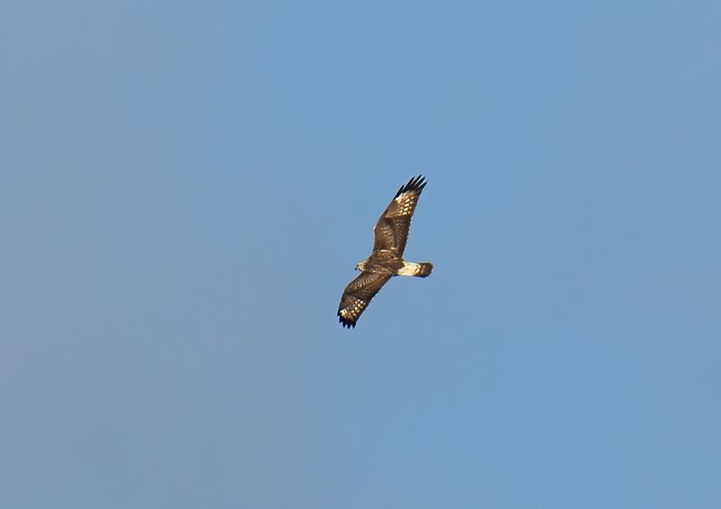 Rough-legged Buzzard 