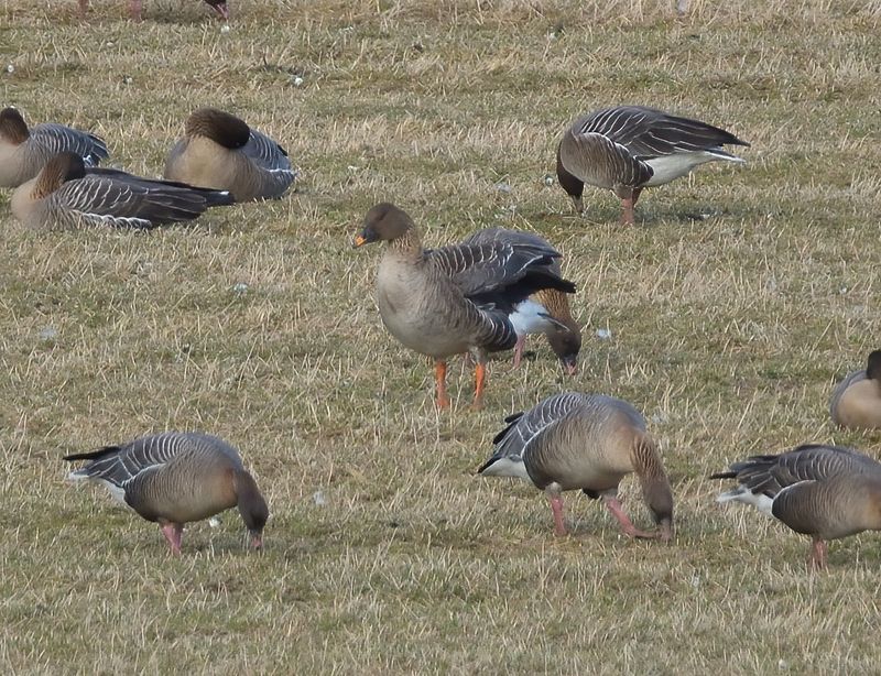 Bean Goose (Tundra)