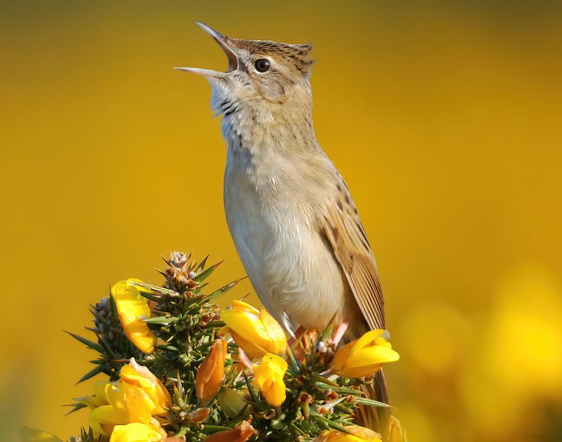 Grasshopper Warbler 
