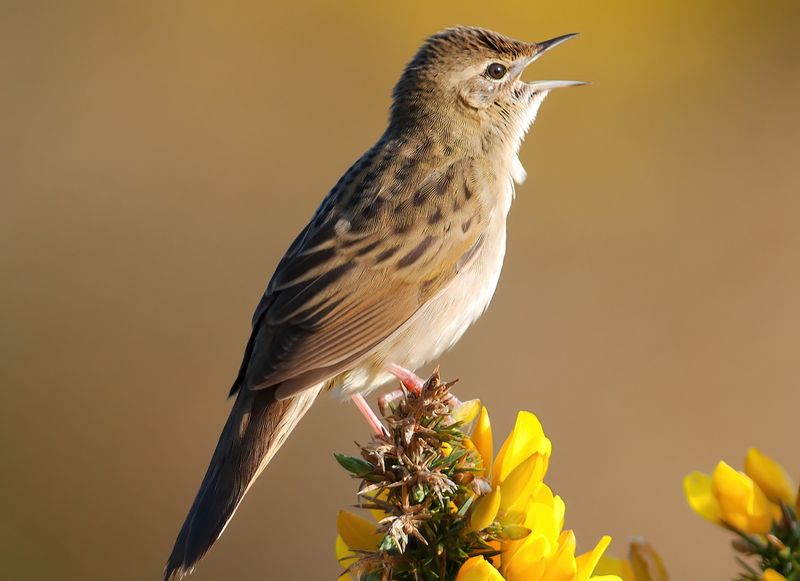 Grasshopper Warbler 
