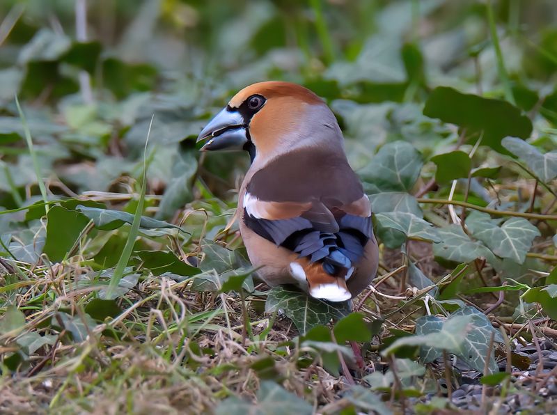Hawfinch