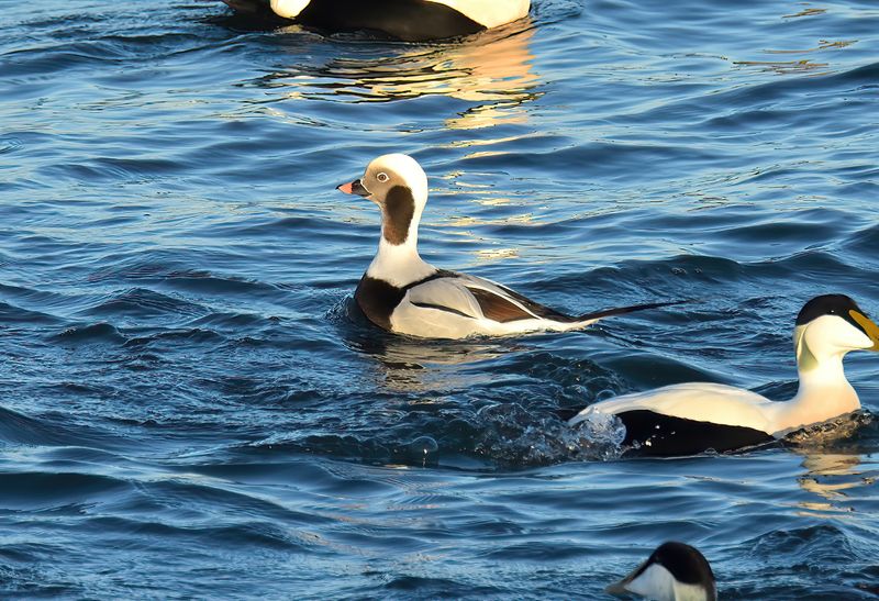 Long-tailed Duck
