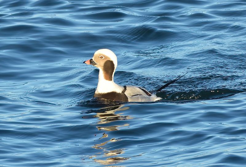 Long-tailed Duck