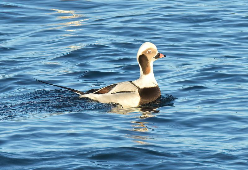 Long-tailed Duck