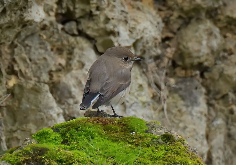 Taiga Flycatcher