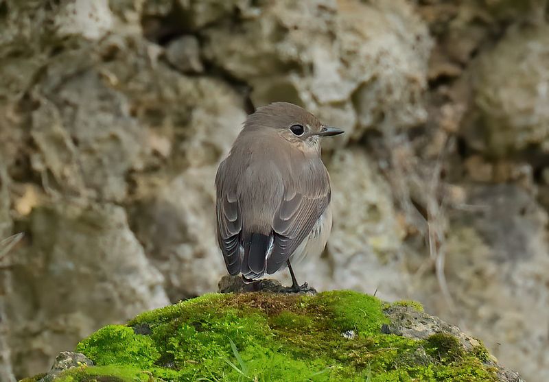 Taiga Flycatcher