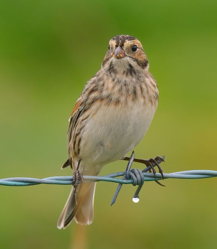 Lapland Bunting