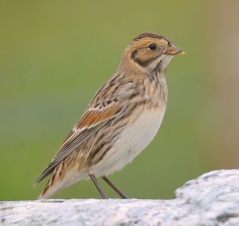 Lapland Bunting 