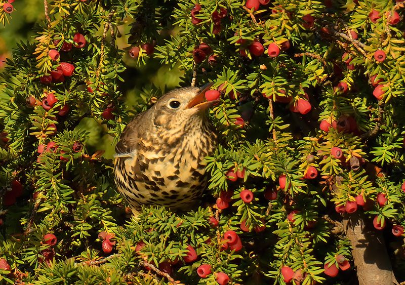 Mistle Thrush