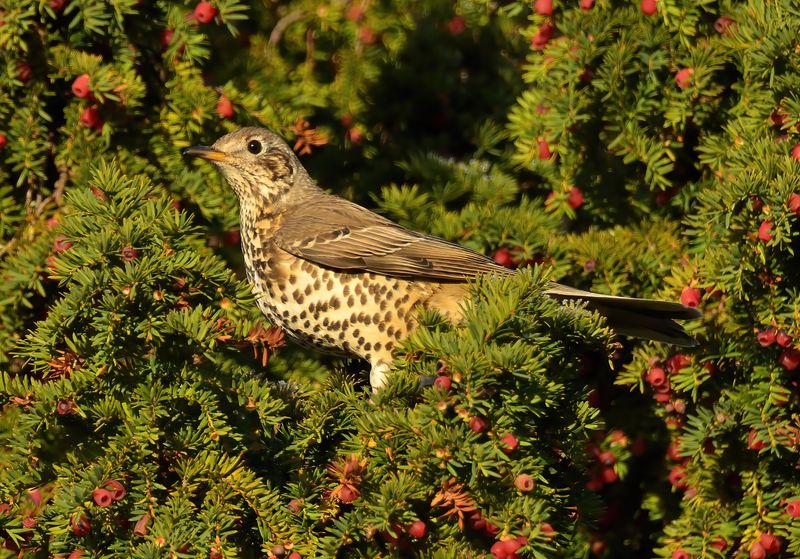 Mistle Thrush