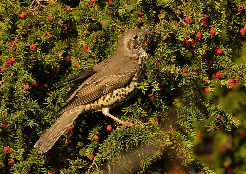 Mistle Thrush