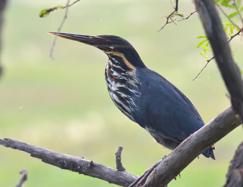 Black Bittern