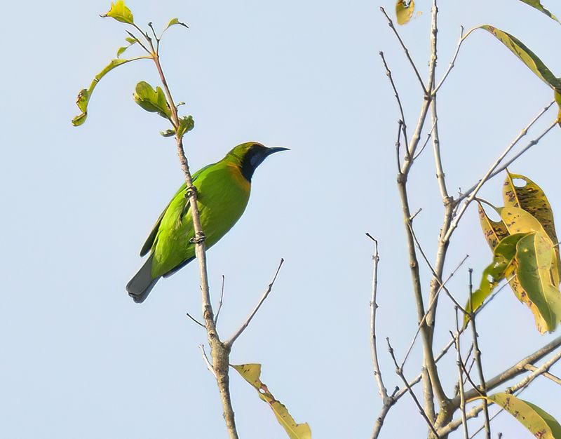 Golden-fronted Leafbird 