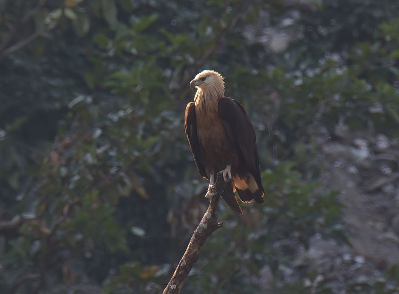 Pallass Fish Eagle 
