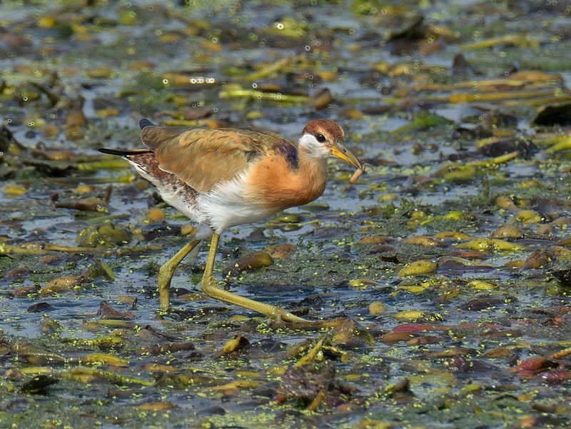 Pheasant-tailed Jacana 