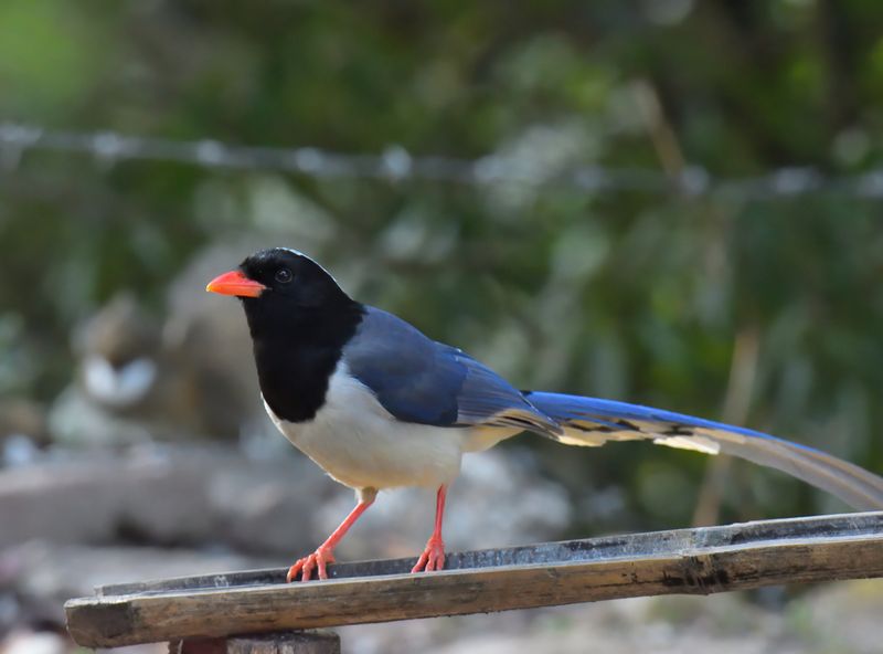 Red-billed Blue Magpie 