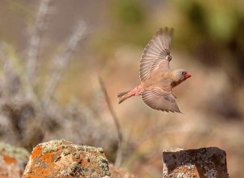 Trumpeter Finch