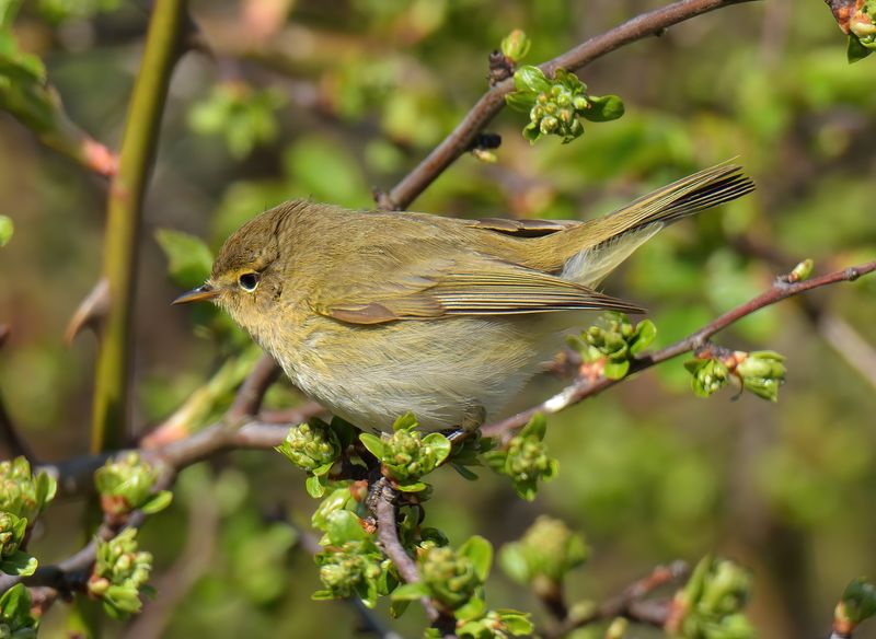 Chiffchaff