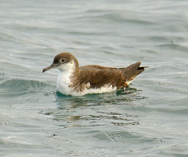 Manx Shearwater 