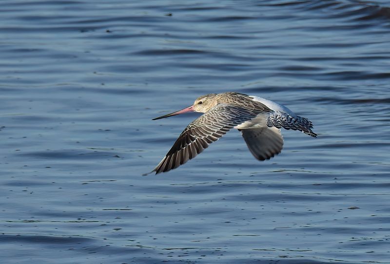 Bar-tailed Godwit 017-DeNoiseAI-clear.JPG