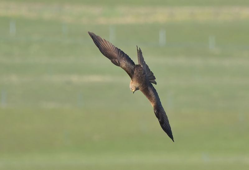 Black Kite