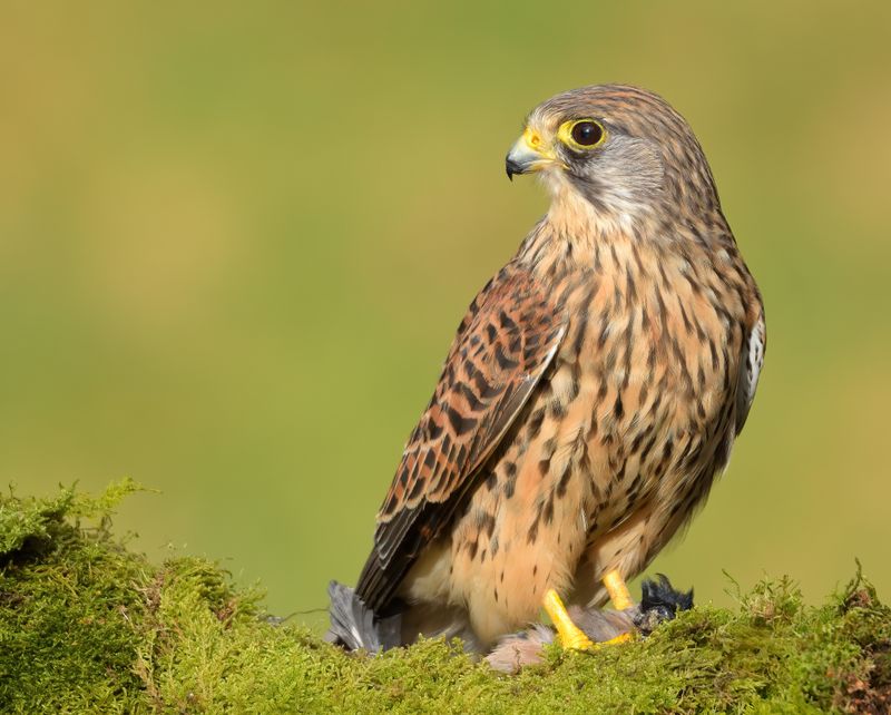 Kestrel 