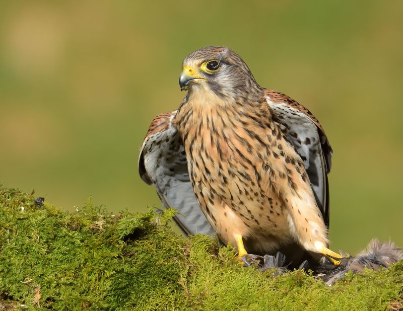 Kestrel