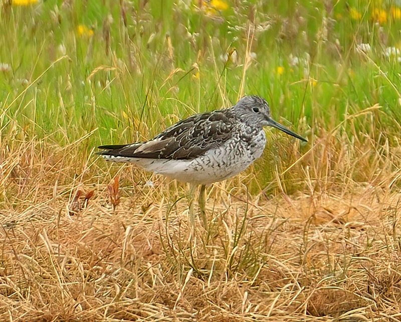 Greenshank 