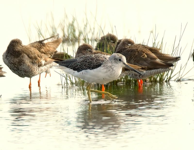 Greenshank 
