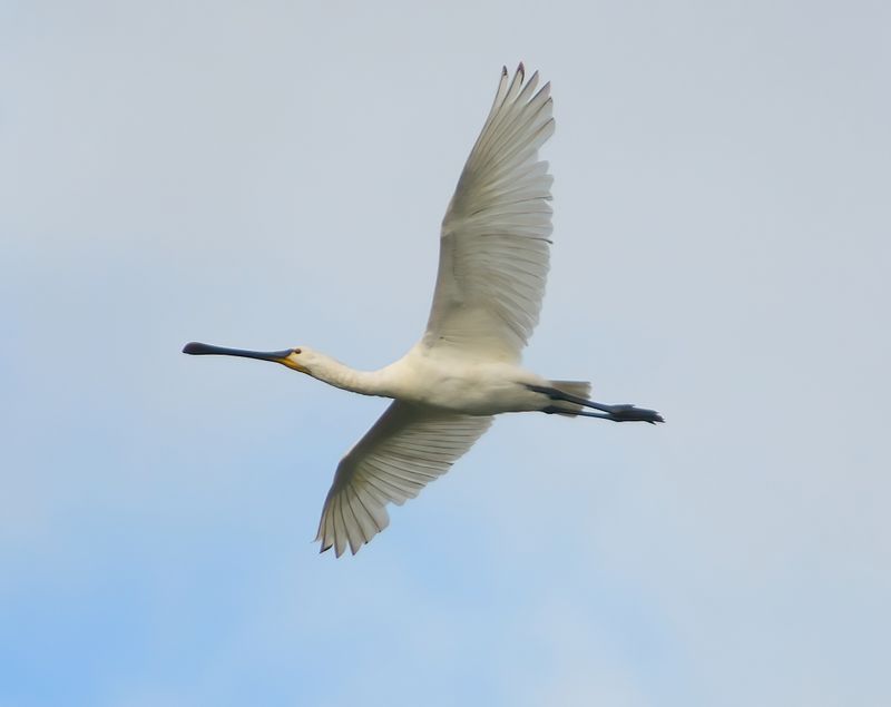 Spoonbill 