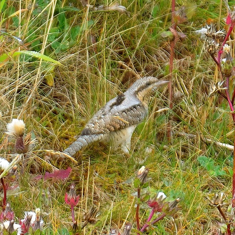 Wryneck 