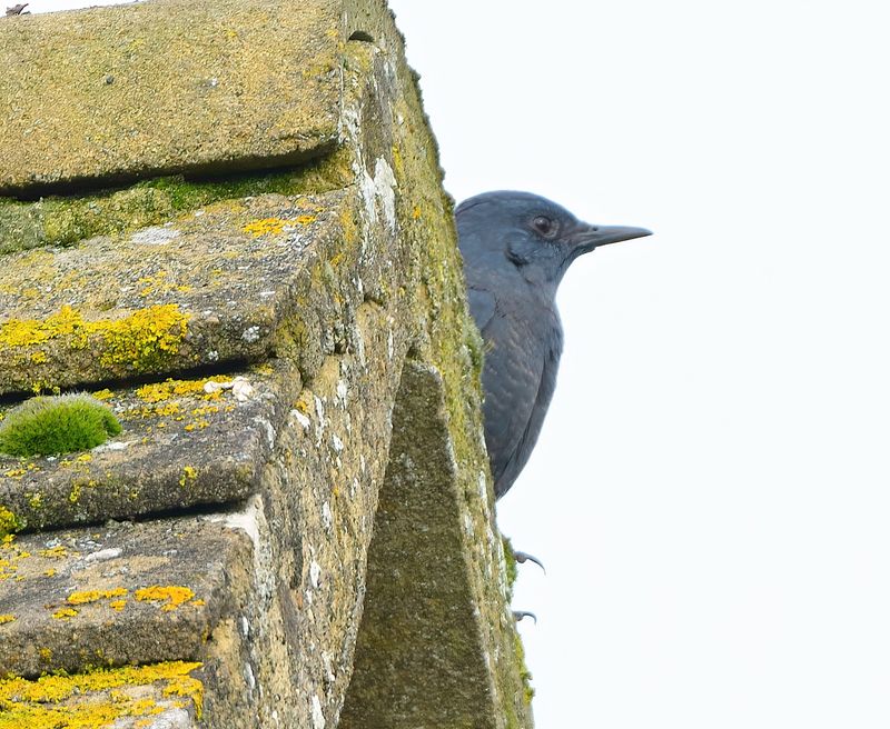 Blue Rock Thrush 