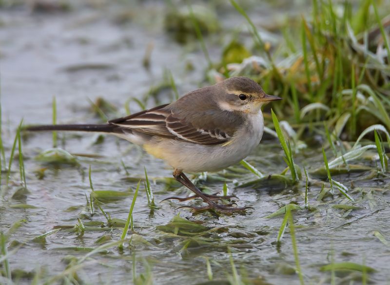 Eastern Yellow Wagtail 