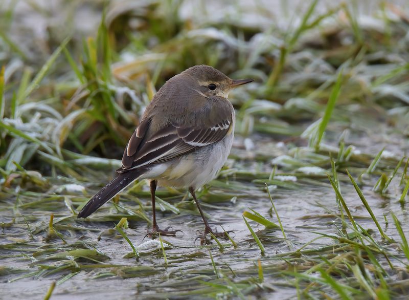 Eastern Yellow Wagtail 