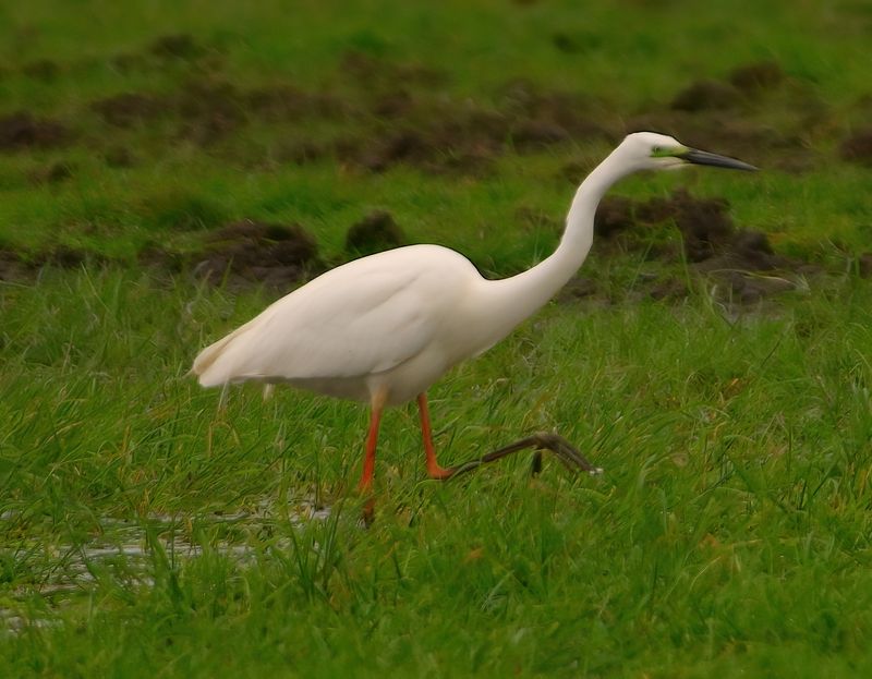 Great White Egret 