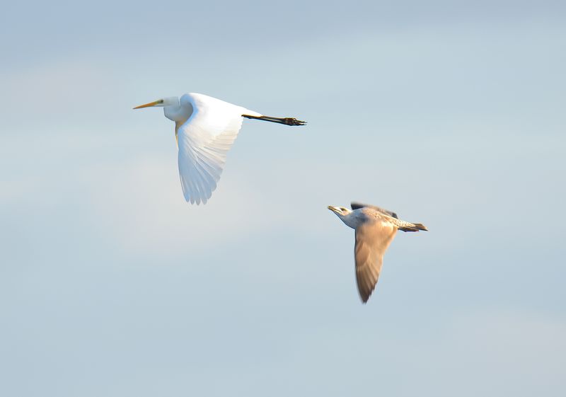 Great White Egret 