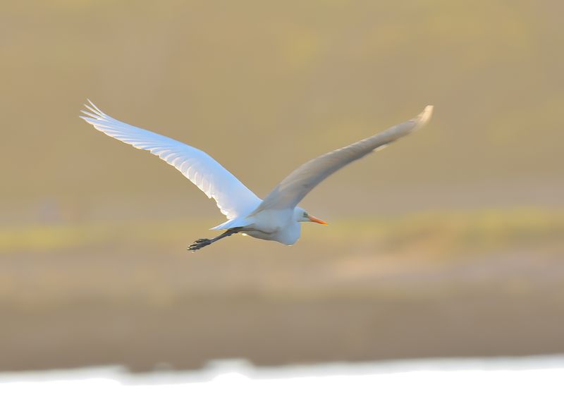 Great White Egret 