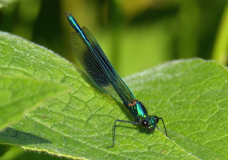 Banded Demoiselle