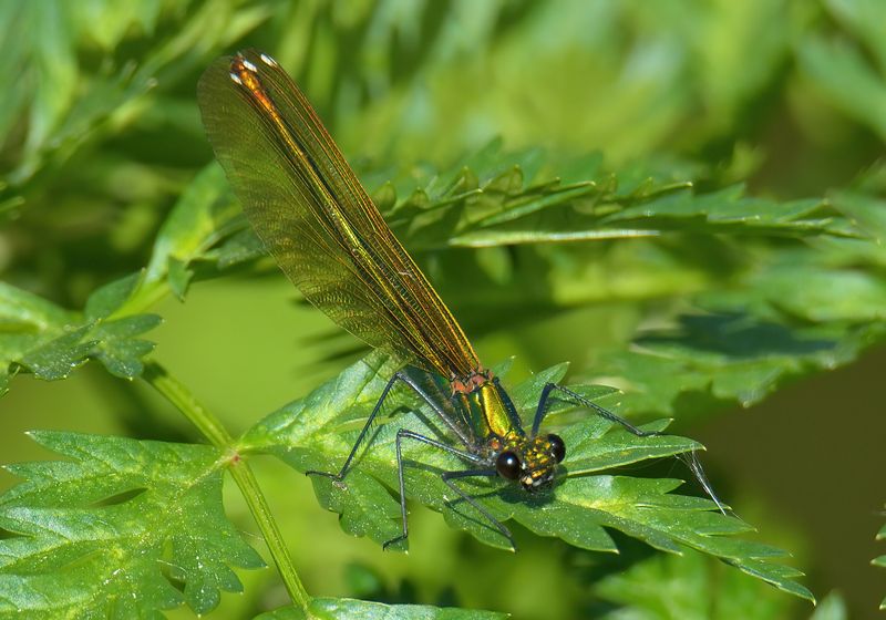 Banded Demoiselle