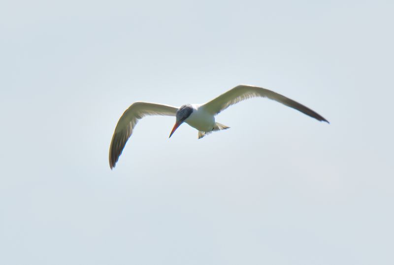 Caspian Tern