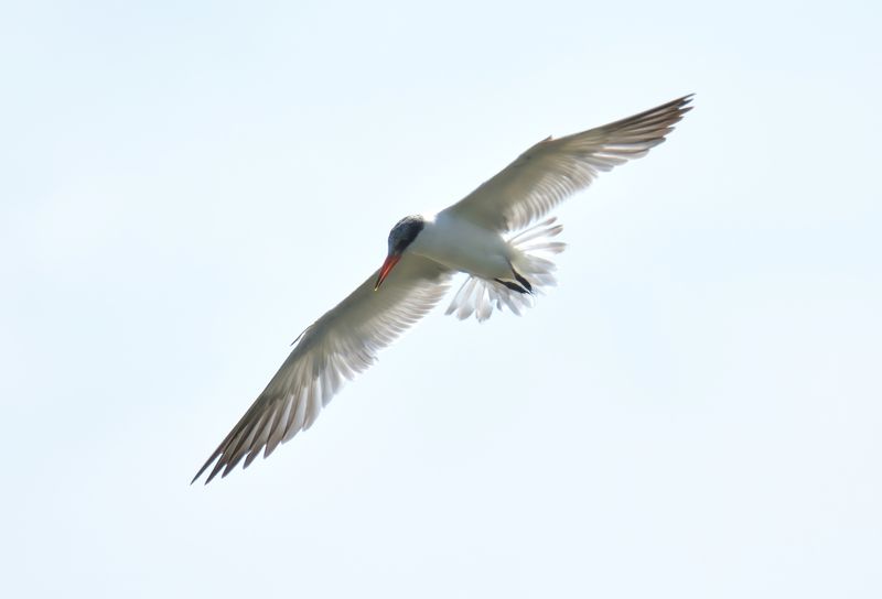 Caspian Tern