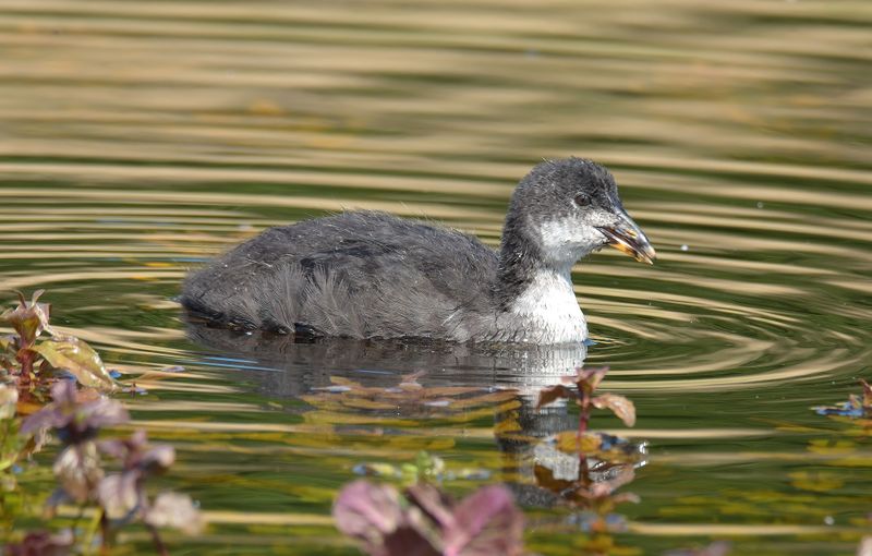 Coot