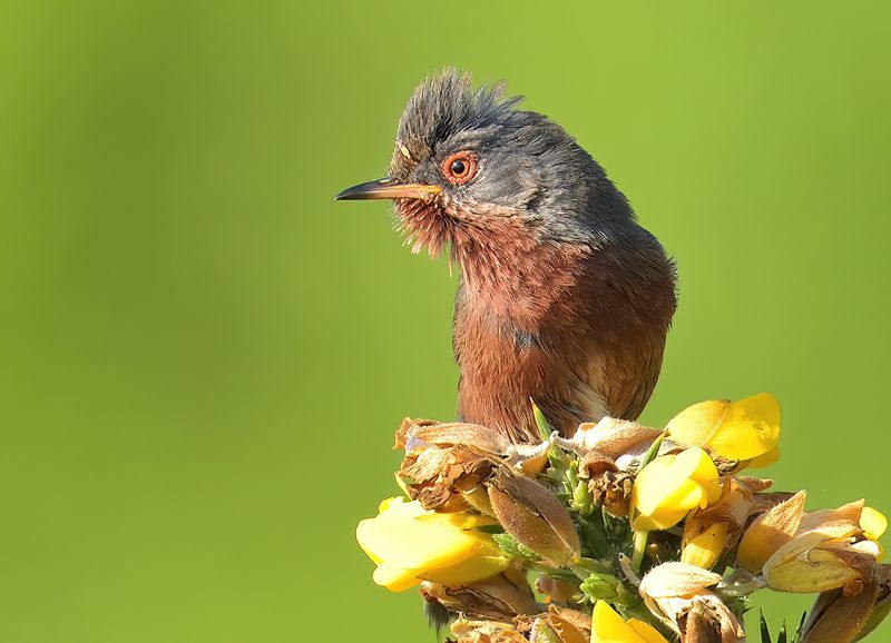 Dartford Warbler