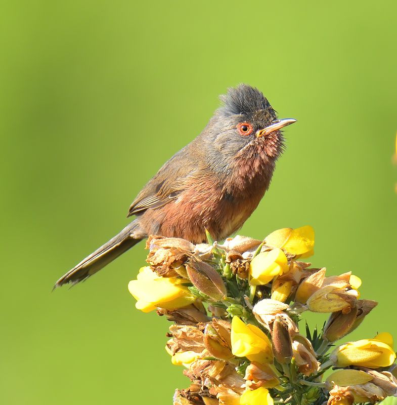 Dartford Warbler