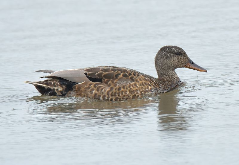 Gadwall