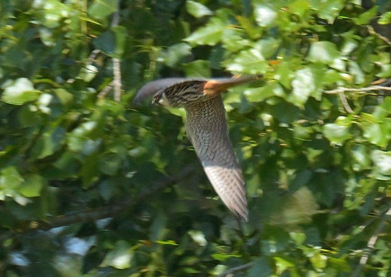 Hobby