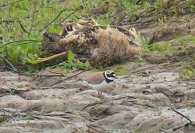 Little-ringed Plover