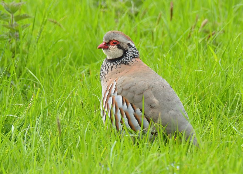 Red-legged Partridge
