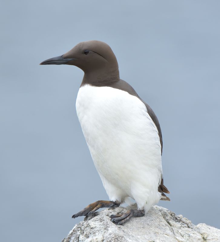 Guillemot